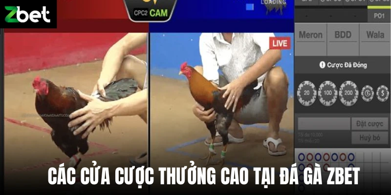 Các cửa cược thưởng cao tại đá gà Zbet