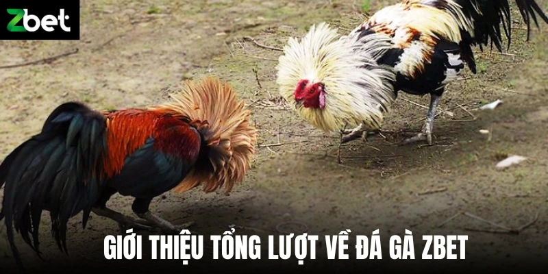 Giới thiệu tổng lượt về đá gà Zbet